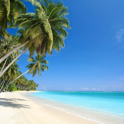 Palm trees on the beach