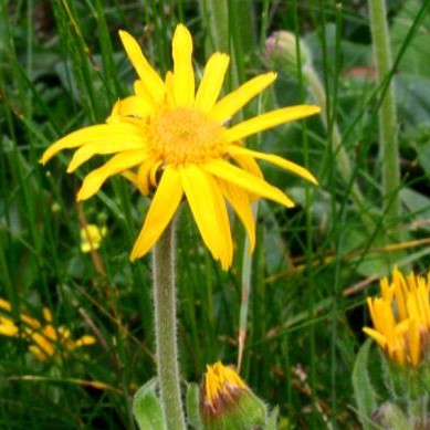 Arnica Montana growing in nature