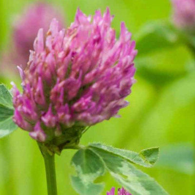 Red Clover growing in nature