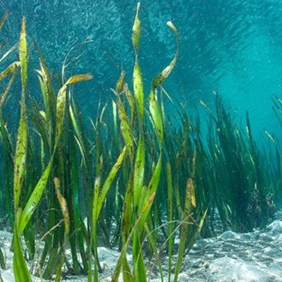 Seaweed growing on a sandy lake floor