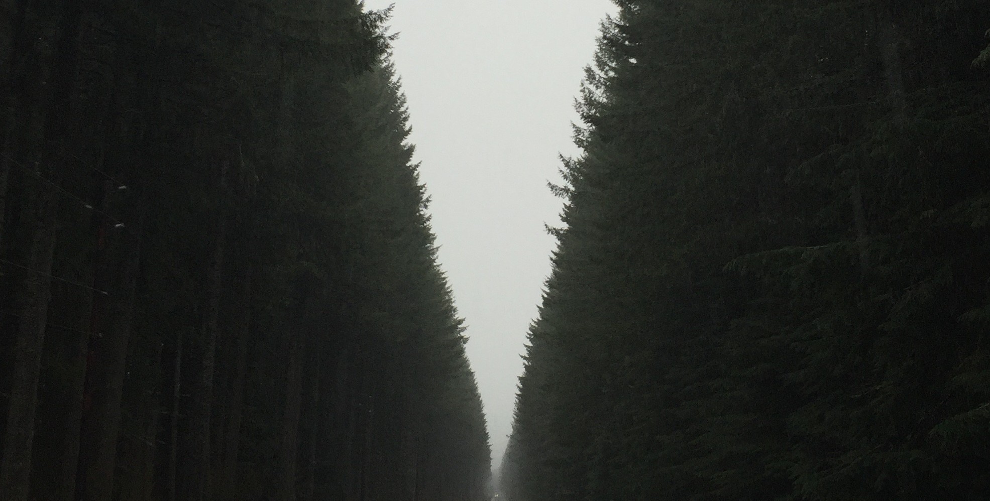 Long road through forest of very tall trees