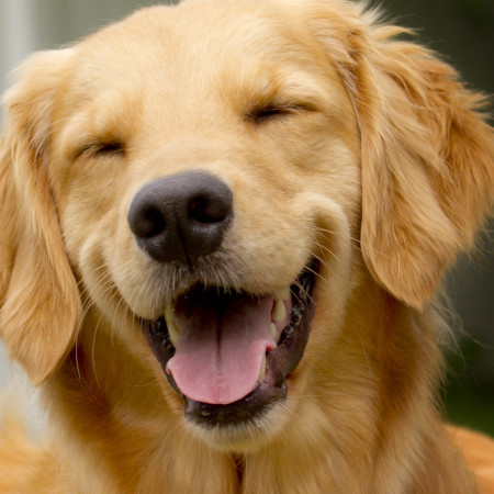 Young Golden Retreiver smiling