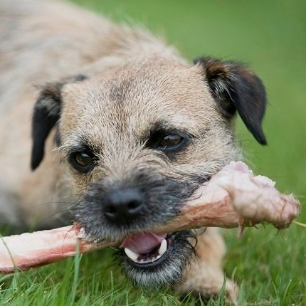 Dog eating a fresh bone outside