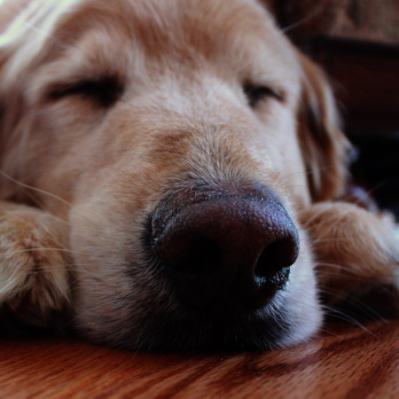 Old dog sleeping on a wood floor