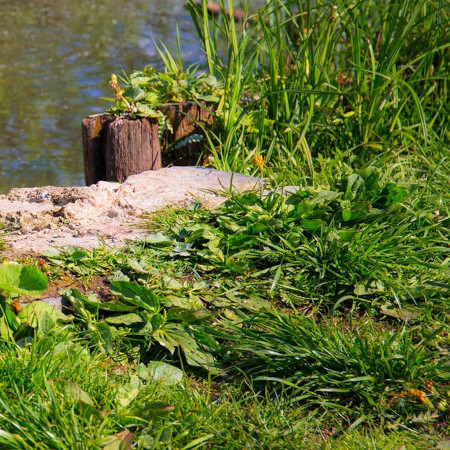 Grass against the edge of a pond