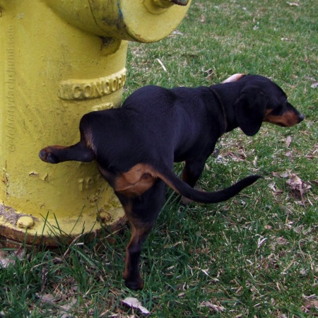 Dog peeing on a fire hydrant
