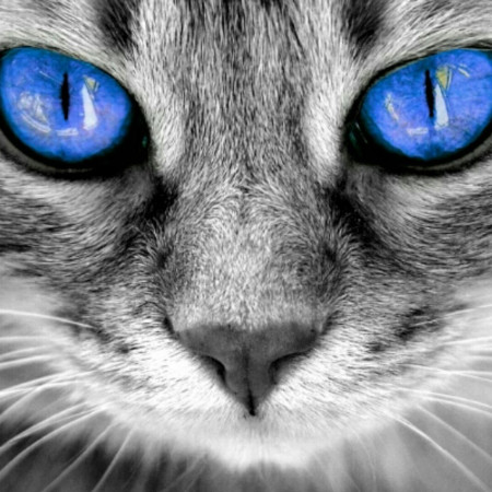 Young cat with bright blue eyes