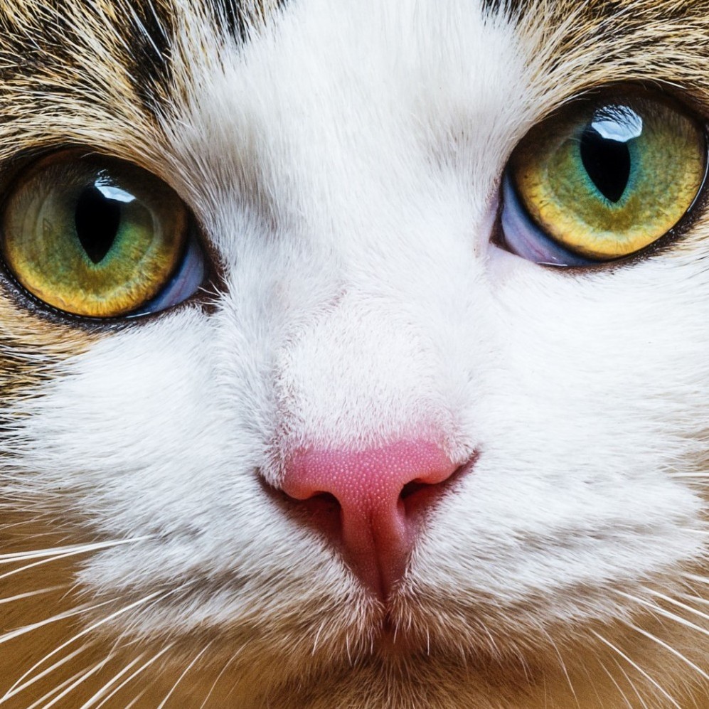 Youthful looking eyes of a cat