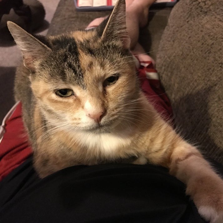 Cat climbing up a person