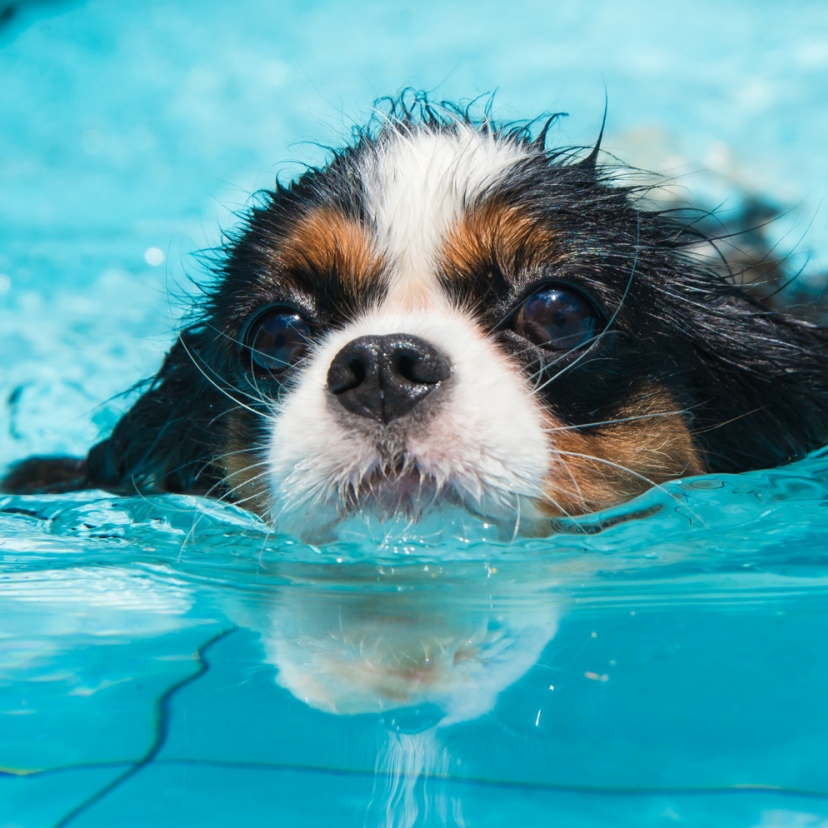 Small dog swimming in an indoor pool