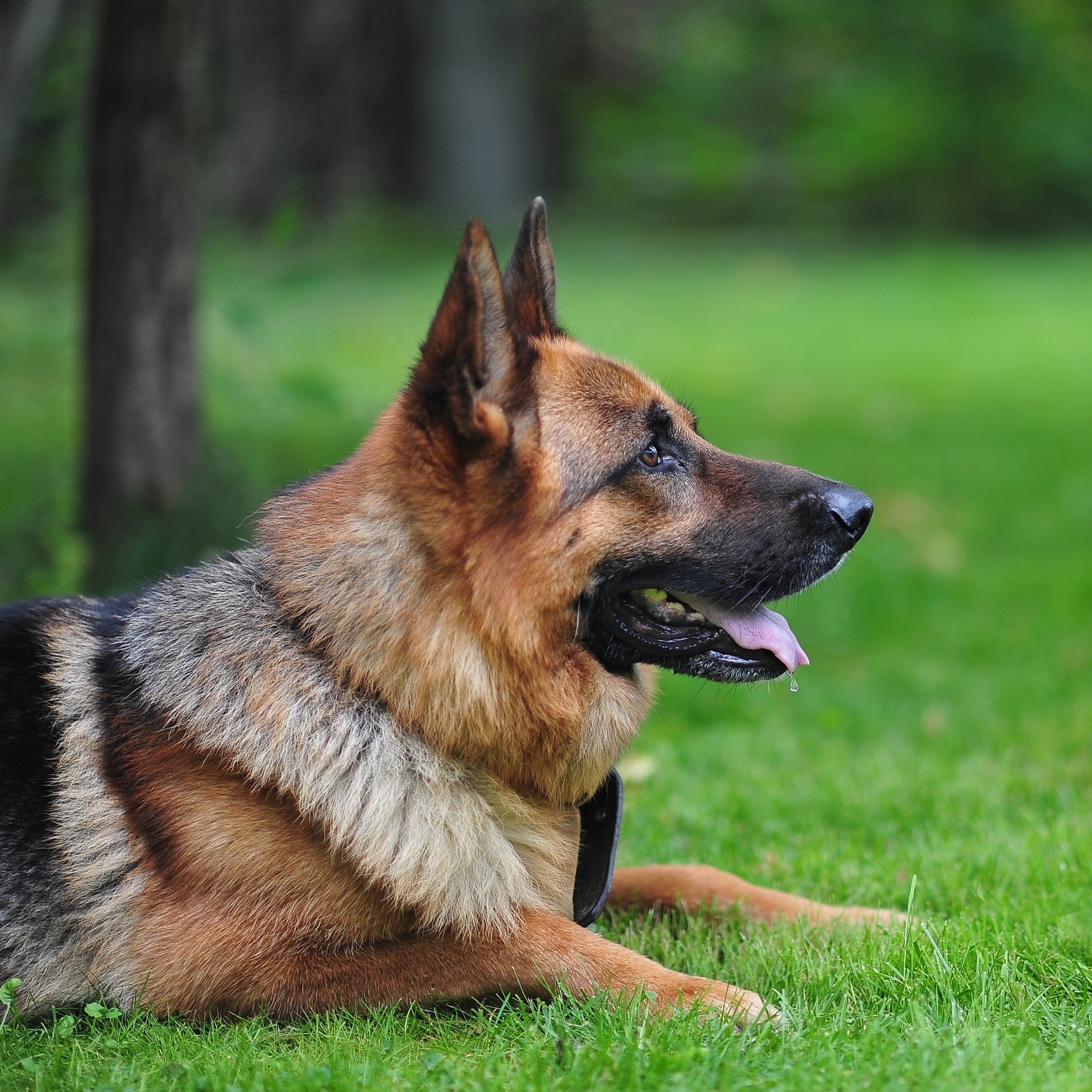 Dog laying dwon in ready to pounce position, paying close attention