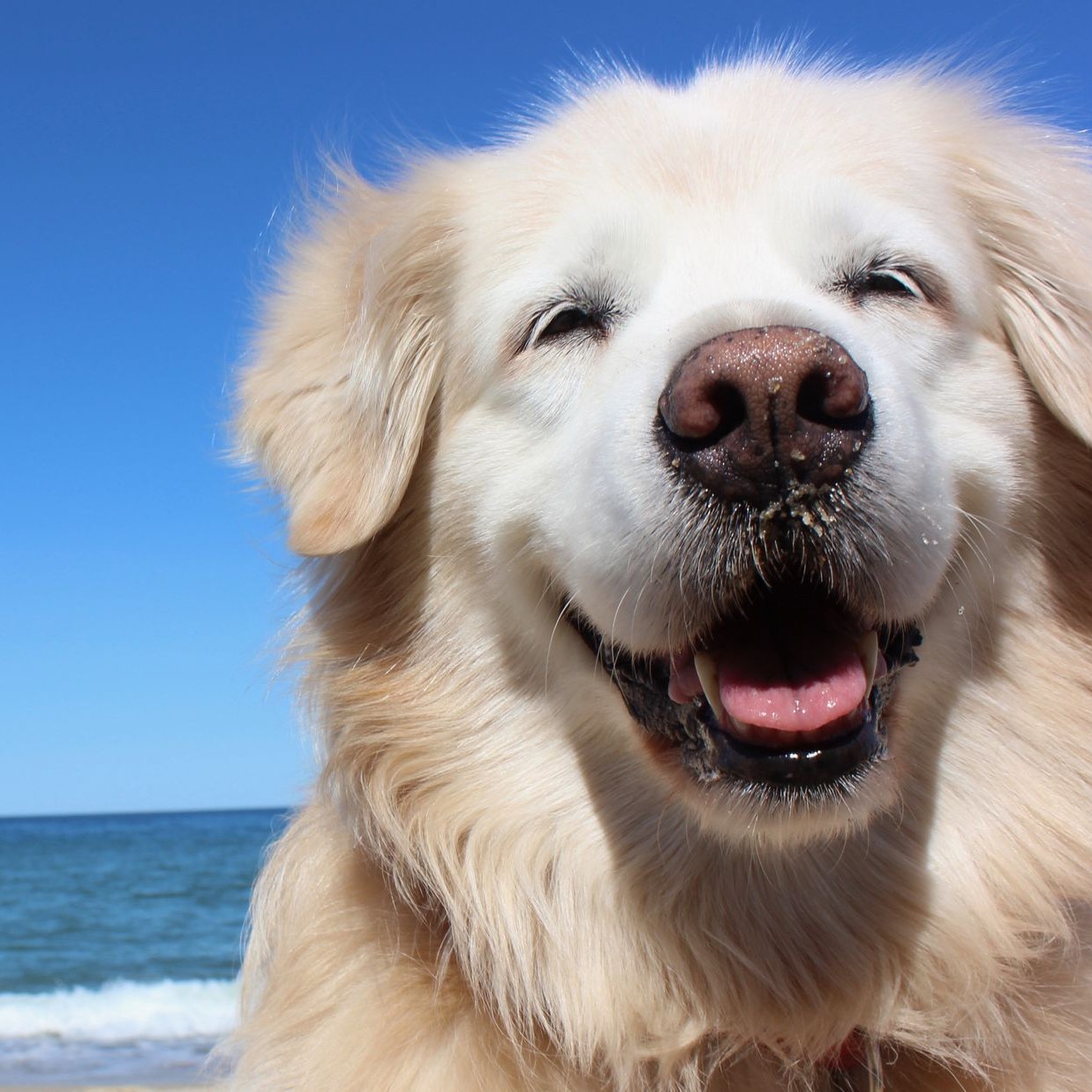 Soft and fuzzy young dog