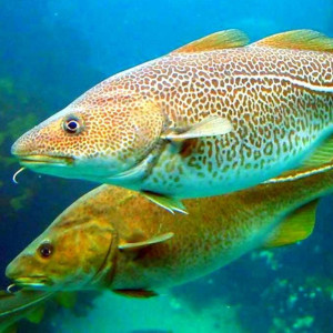 two wild fish in the water