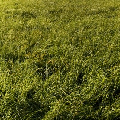a field of taller grass