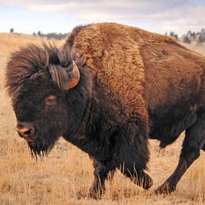 Wild bison roaming