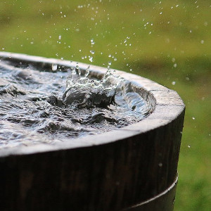 A barrel collecting rain water