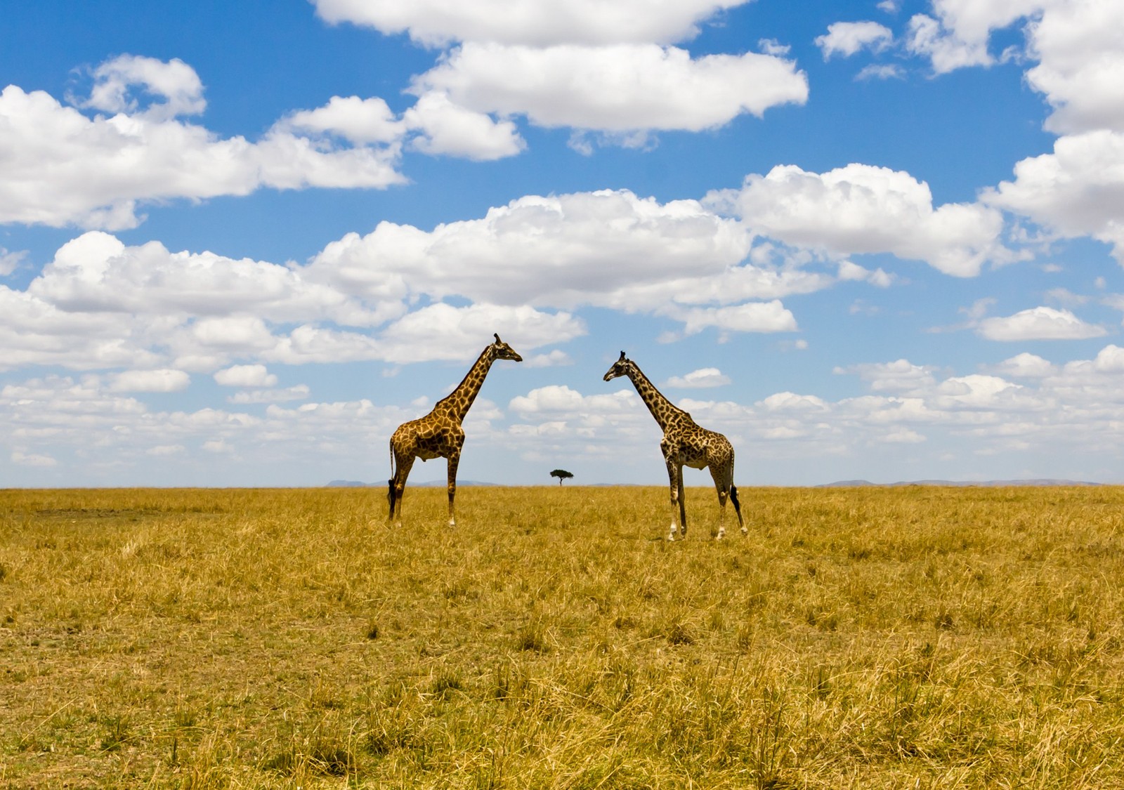 Two giraffes facing each other on the tundra