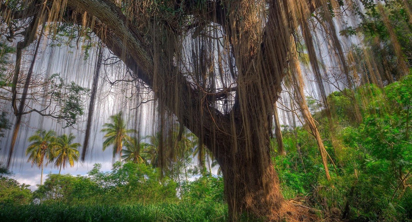 Weeping Willow type hanging type