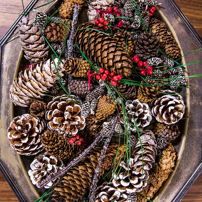Gilded Pine