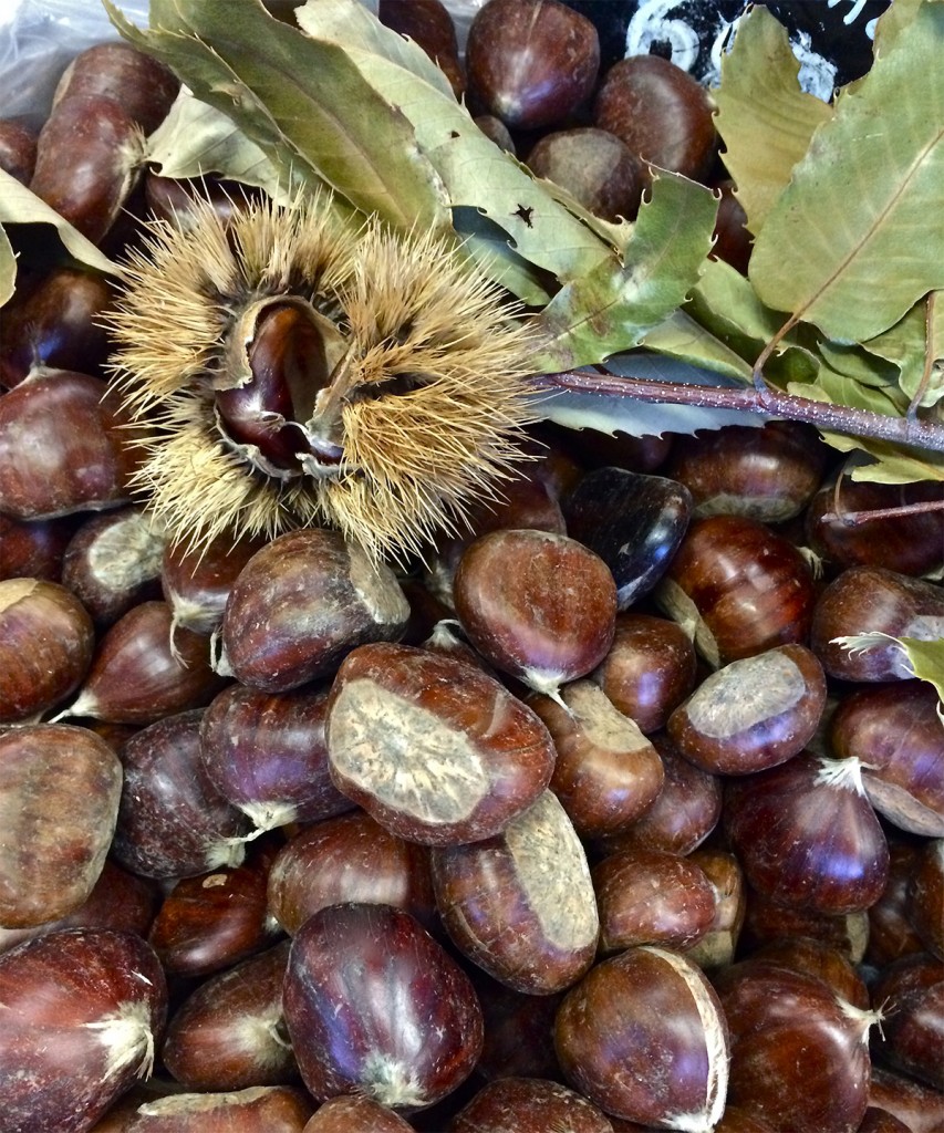 Spiced Chestnut